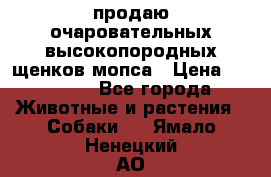 продаю очаровательных высокопородных щенков мопса › Цена ­ 20 000 - Все города Животные и растения » Собаки   . Ямало-Ненецкий АО